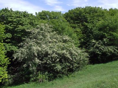 Прикрепленное изображение: DSCF8473.jpg